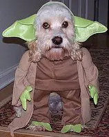 Yoda Dog