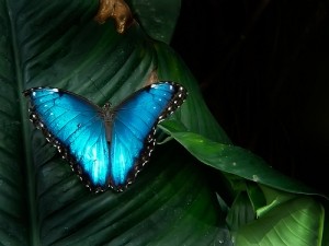 Outstanding butterfly